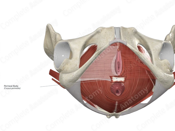 Perineal Body