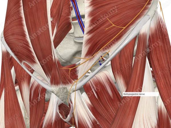 Anterior Cutaneous Branch of Iliohypogastric Nerve
