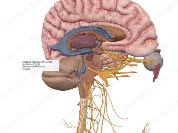 Middle Cerebellar Peduncle (Anterior; Right)