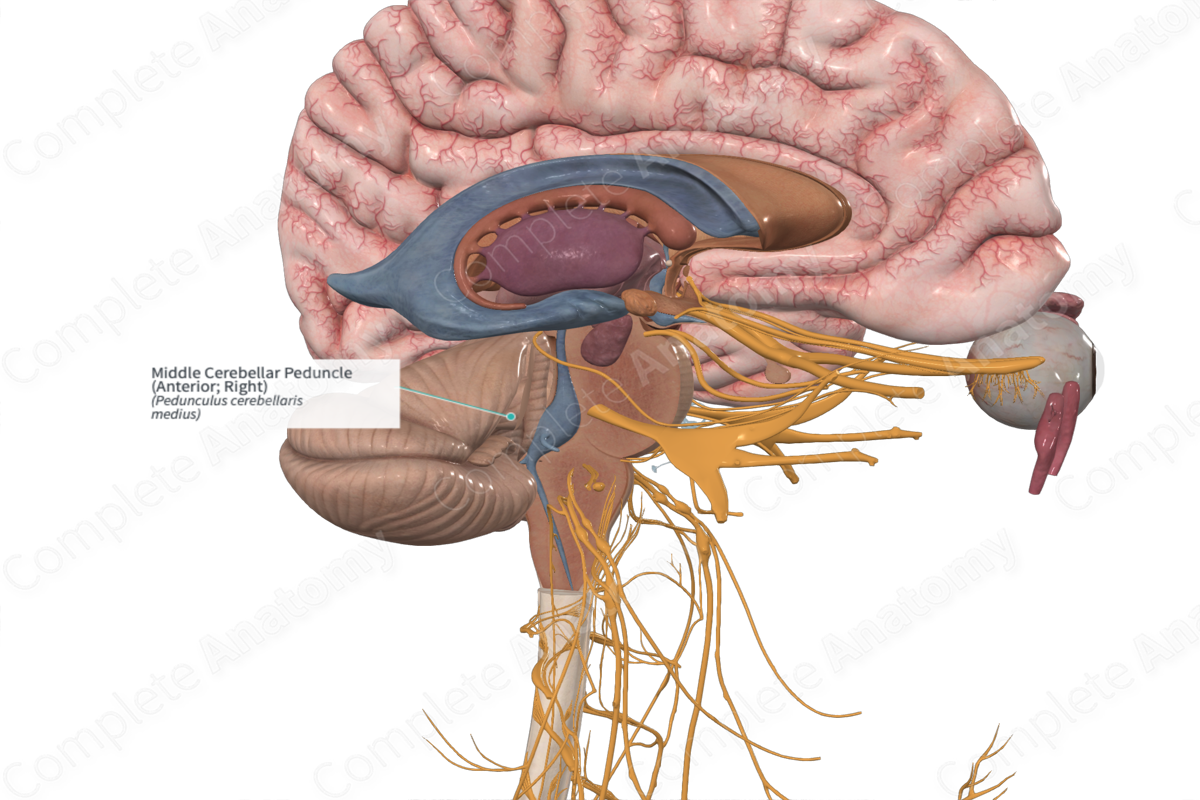 Middle Cerebellar Peduncle (Anterior; Right)