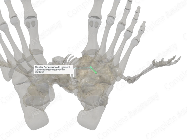 Plantar Cuneocuboid Ligament (Left)