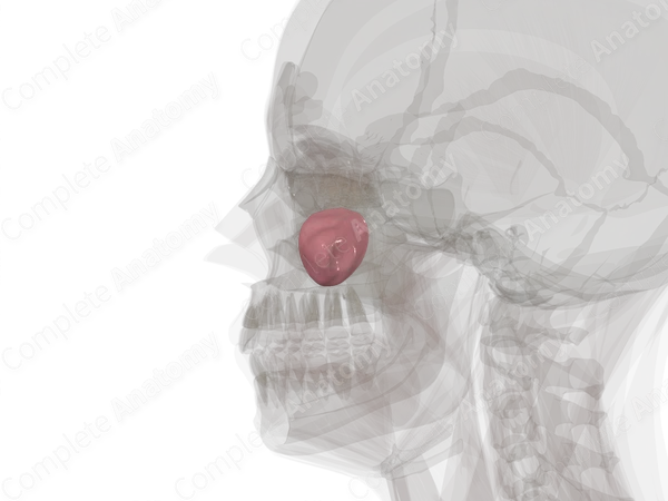 Maxillary Sinus