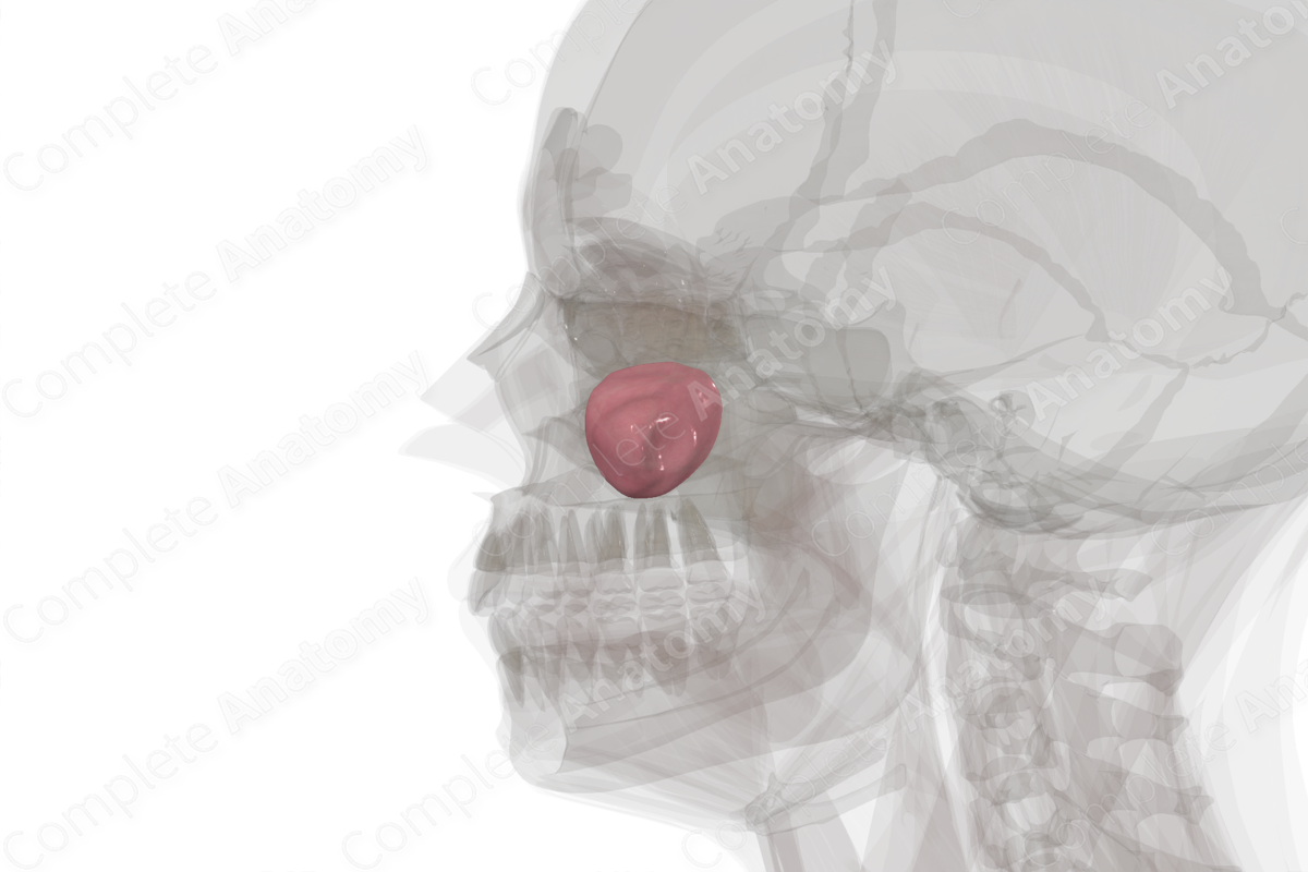 Maxillary Sinus
