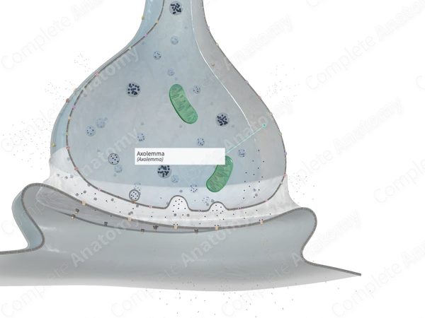 Axolemma