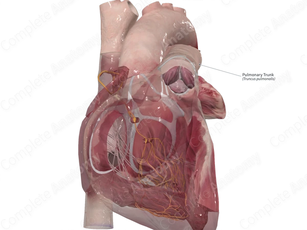 Pulmonary Trunk