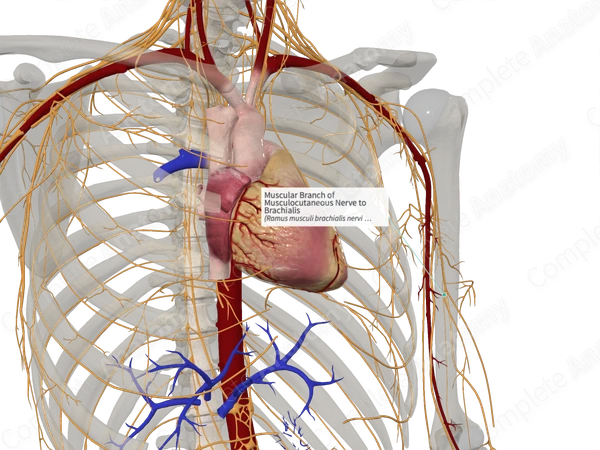 Muscular Branch of Musculocutaneous Nerve to Brachialis 