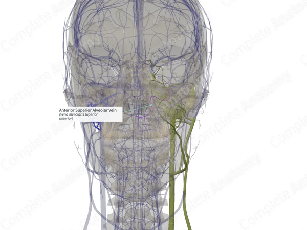 Anterior Superior Alveolar Vein (Left)
