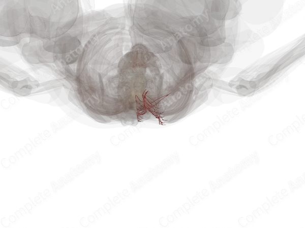Dorsal Branches of Posterior Intercostal Arteries (Left)