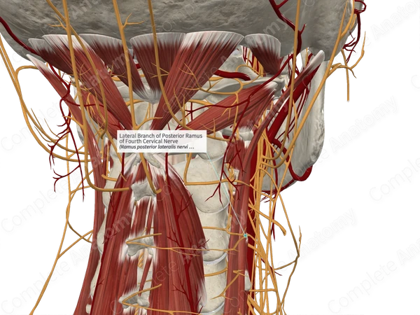 Lateral Branch of Posterior Ramus of Fourth Cervical Nerve