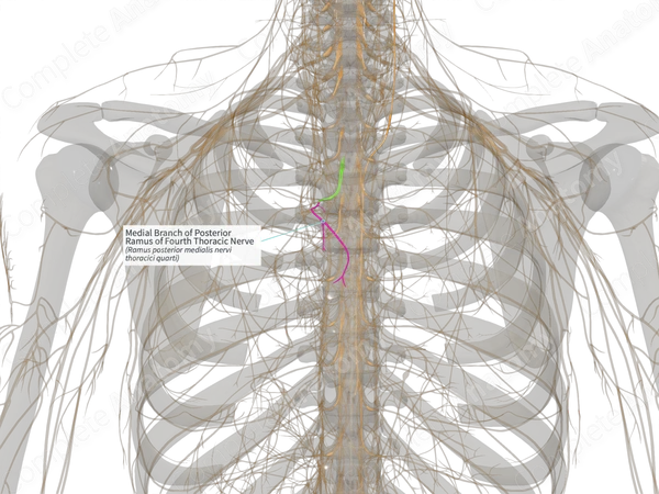 Medial Branch of Posterior Ramus of Fourth Thoracic Nerve (Right)