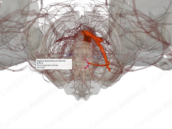 Vaginal Branches of Uterine Artery (Left)