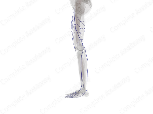 Superficial Veins of Lower Limb (Left)