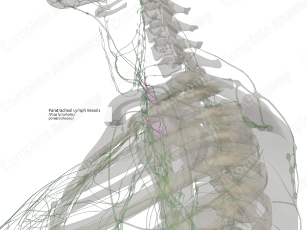 Paratracheal Lymph Vessels (Left)
