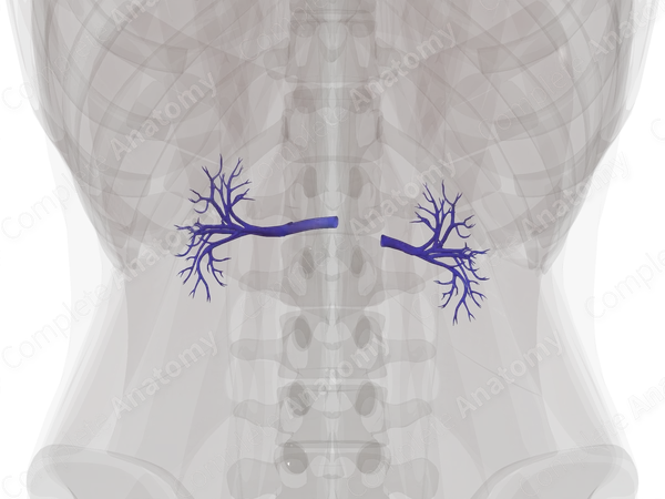 Veins of Kidney