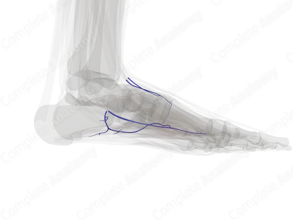 Deep Veins of Ankle & Foot (Left)