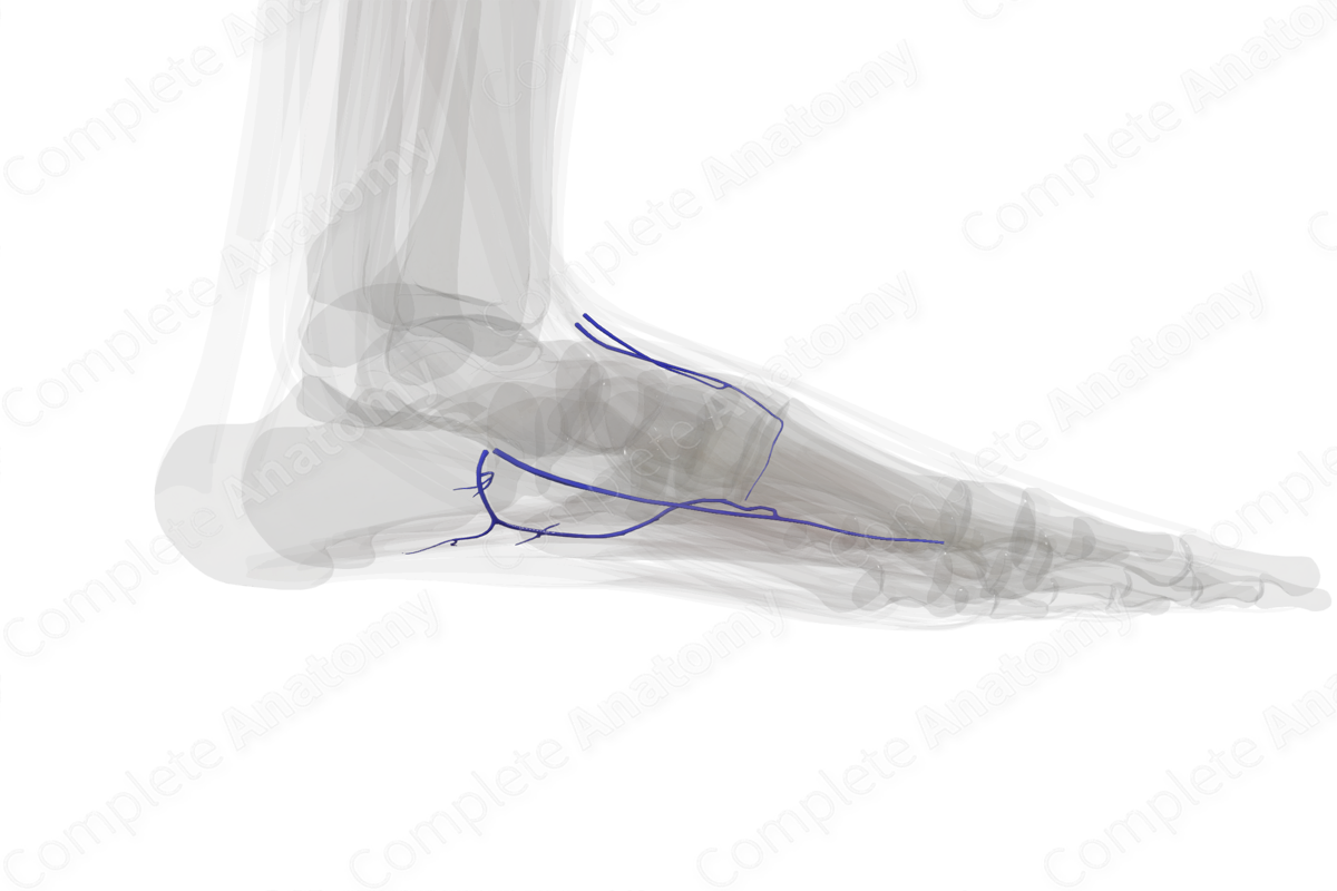 Deep Veins of Ankle & Foot (Left)