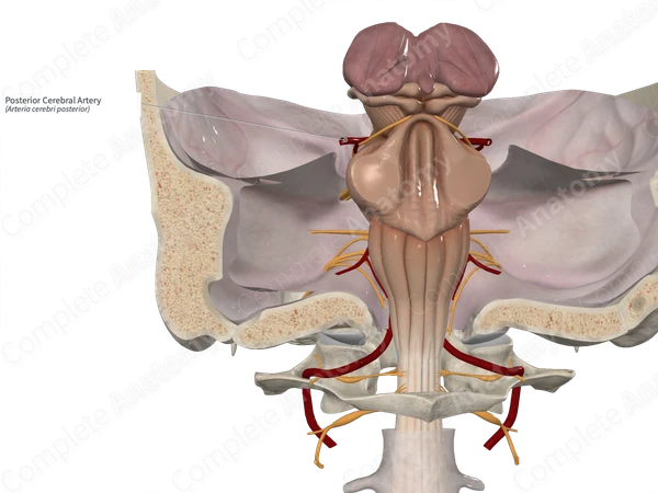 Posterior Cerebral Artery