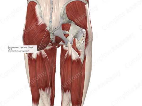 Supraspinous Ligament (Sacral Part)