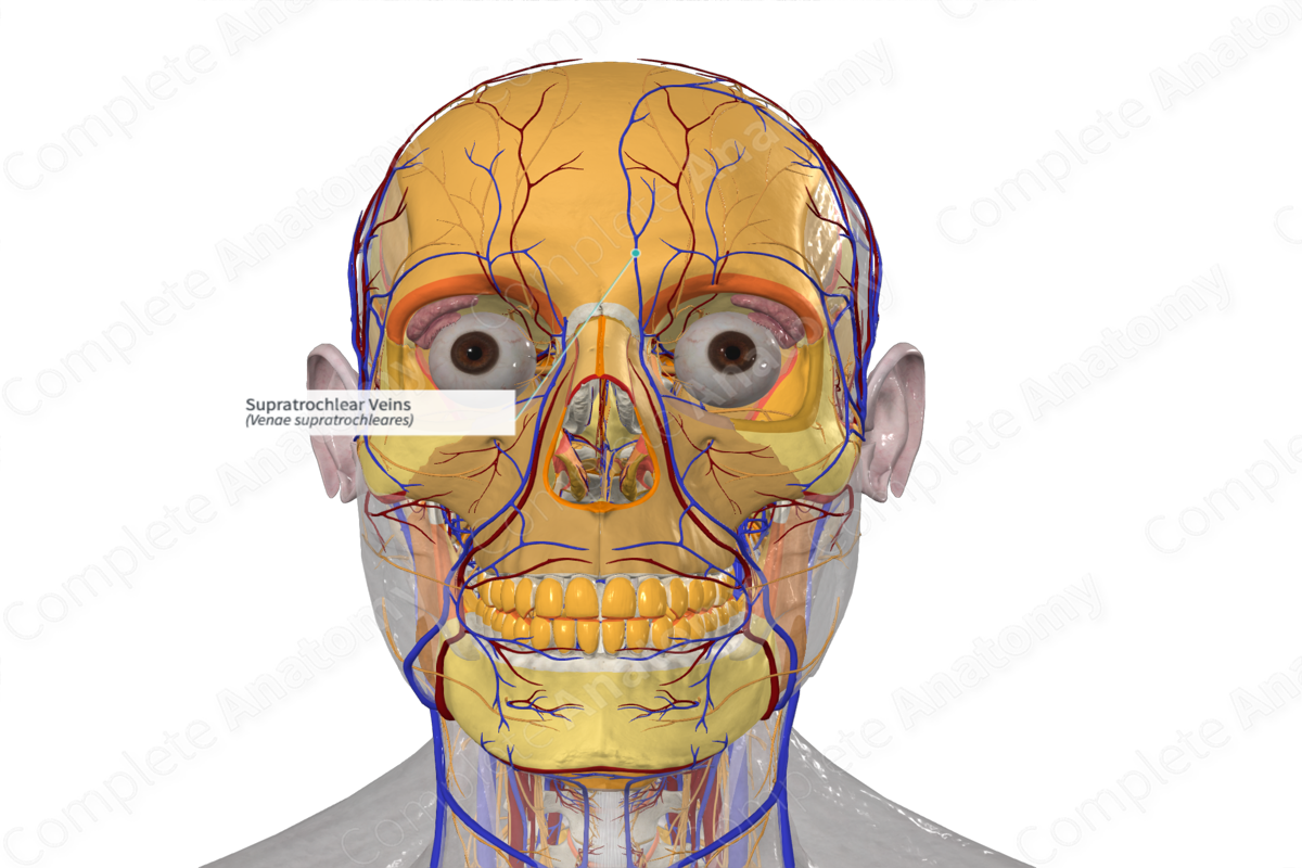 Supratrochlear Veins 