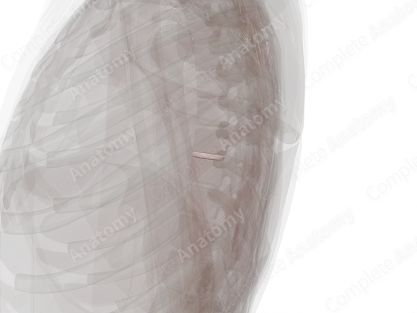 Intervertebral Symphysis (T8-T9)