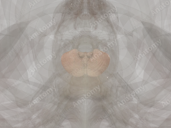 Cerebellum