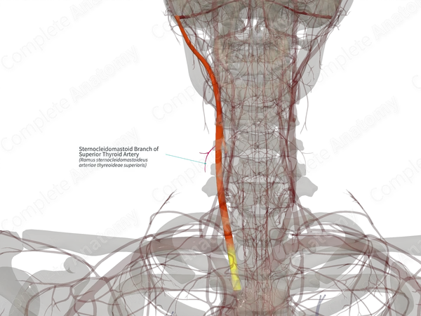 Sternocleidomastoid Branch of Superior Thyroid Artery (Left)