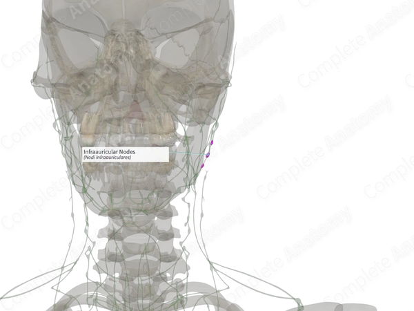 Infraauricular Nodes (Right)