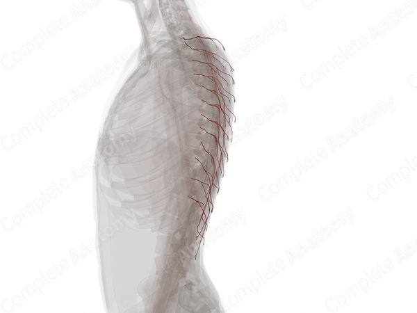 Dorsal Branches of Posterior Intercostal Arteries (Left)
