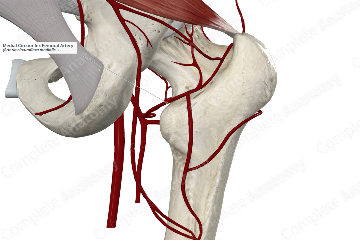 Medial Circumflex Femoral Artery 