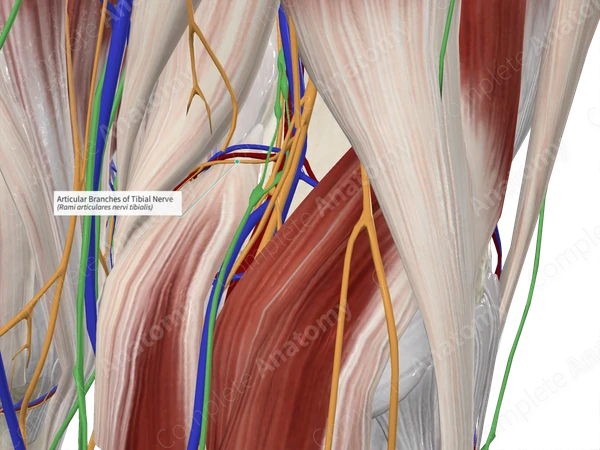 Articular Branches of Tibial Nerve