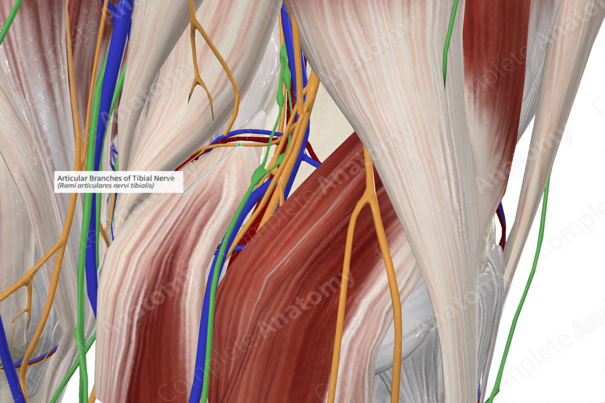 Articular Branches of Tibial Nerve 