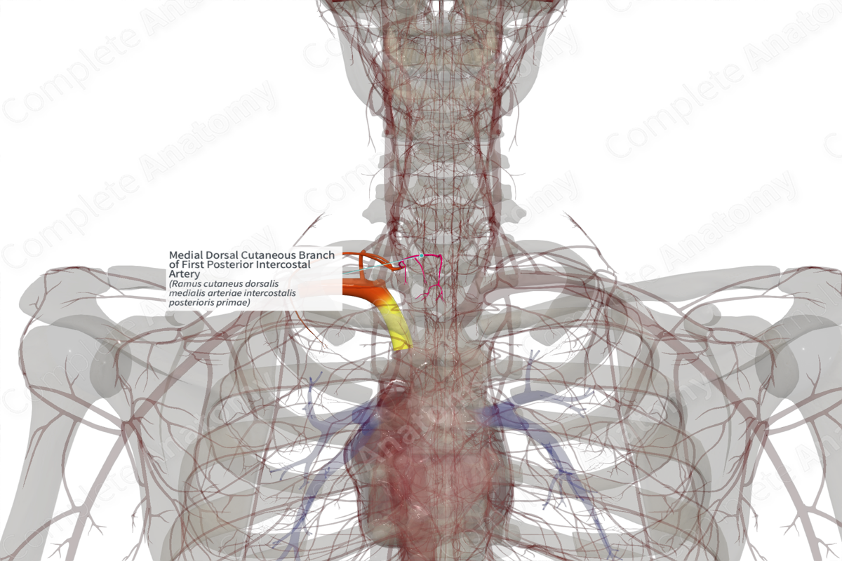 Medial Dorsal Cutaneous Branch Of First Posterior Intercostal Artery Left Complete Anatomy 4054