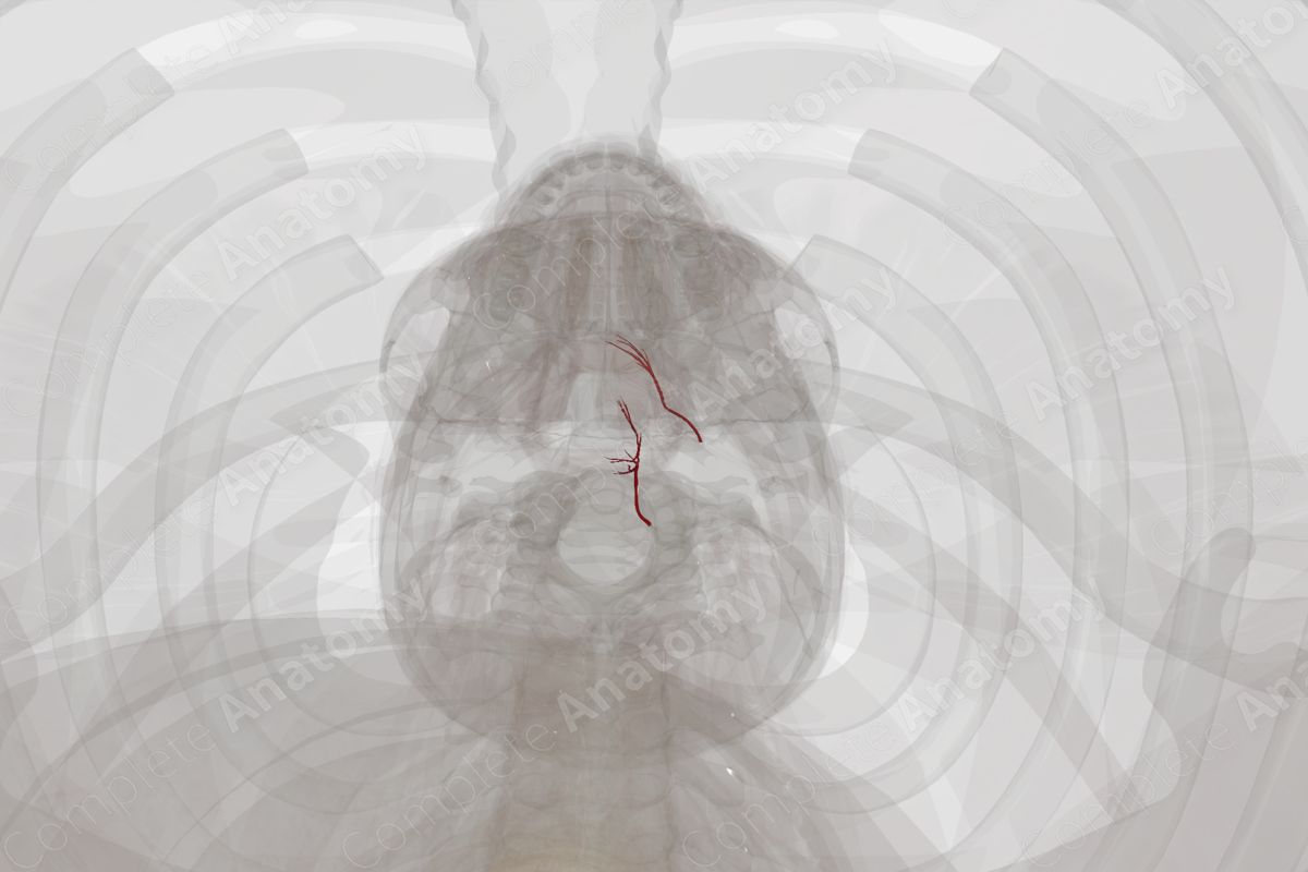 Arteries of Larynx (Left)