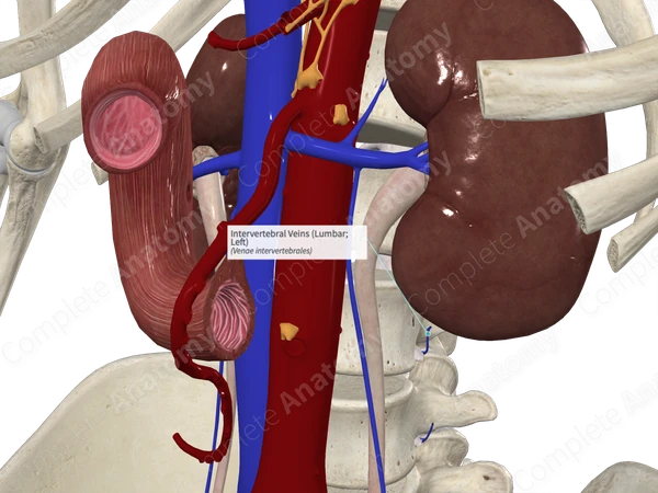 Intervertebral Veins (Lumbar; Left)