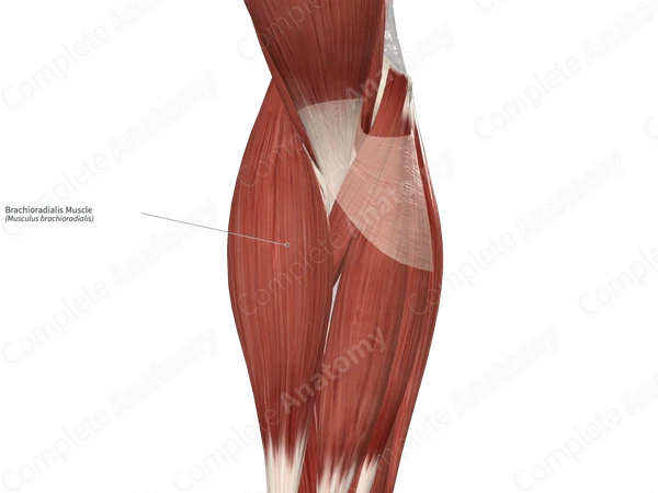 Brachioradialis Muscle 