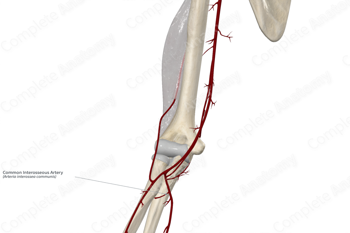Common Interosseous Artery 