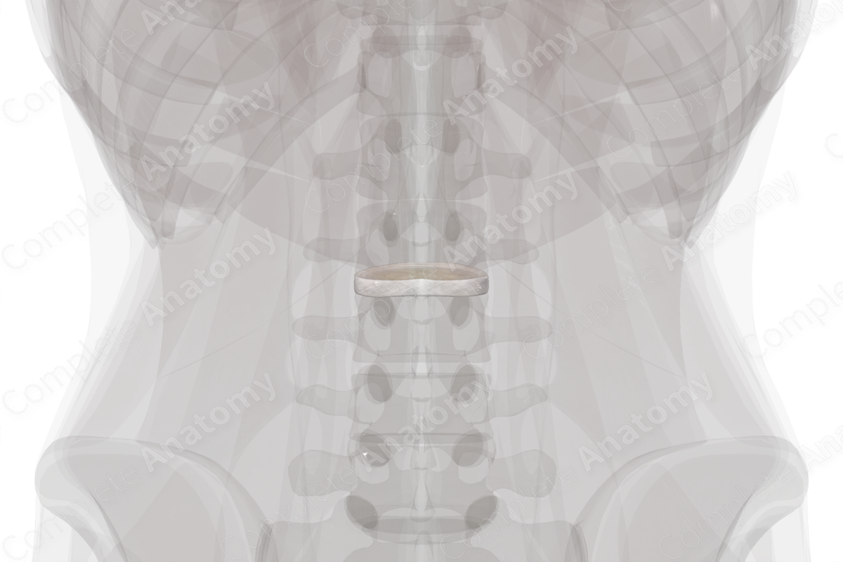 Intervertebral Disc (L2-L3)