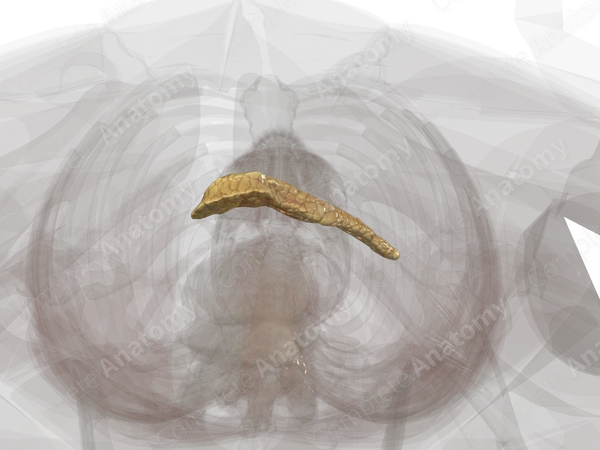 Pancreas