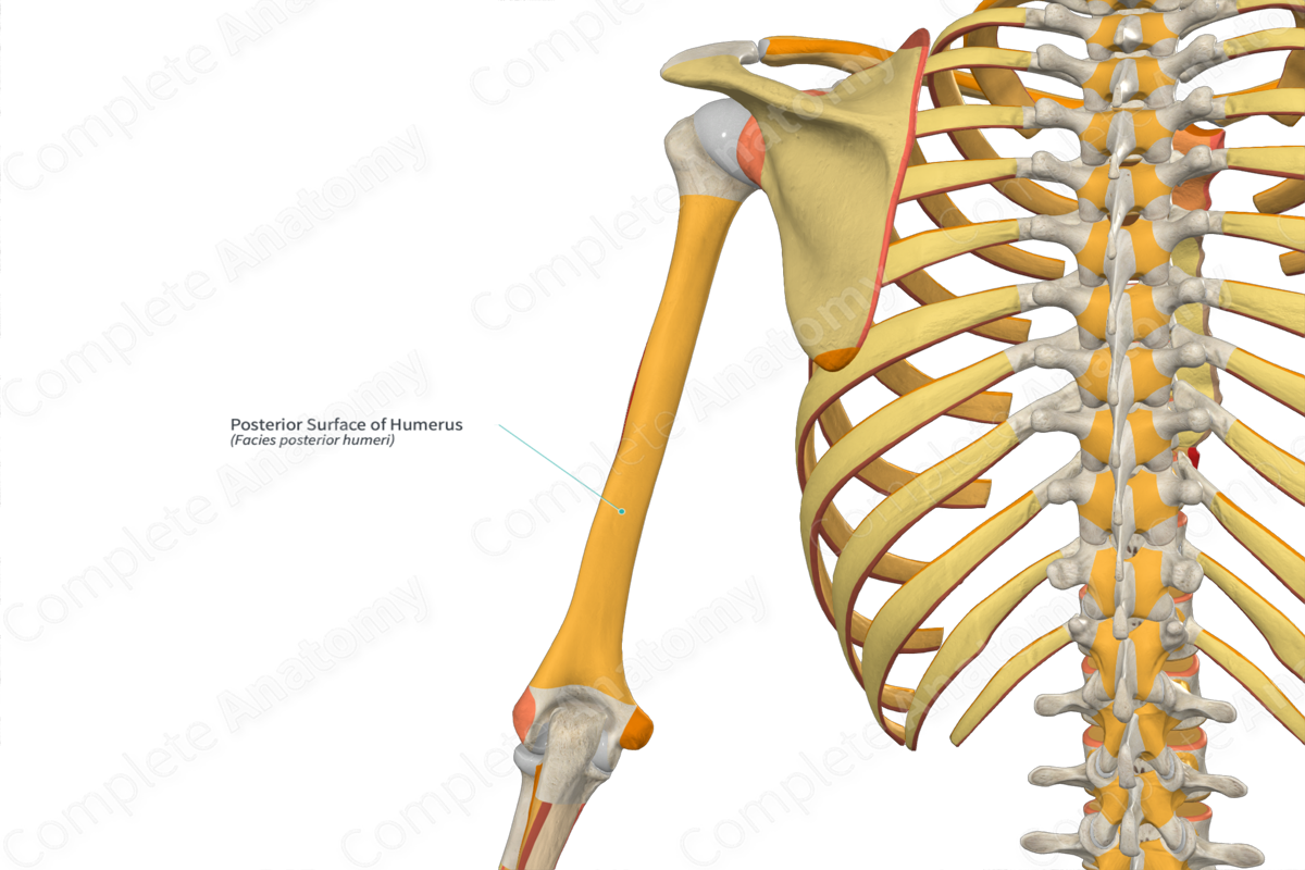 Posterior Surface of Humerus