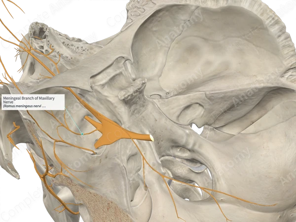Meningeal Branch of Maxillary Nerve 