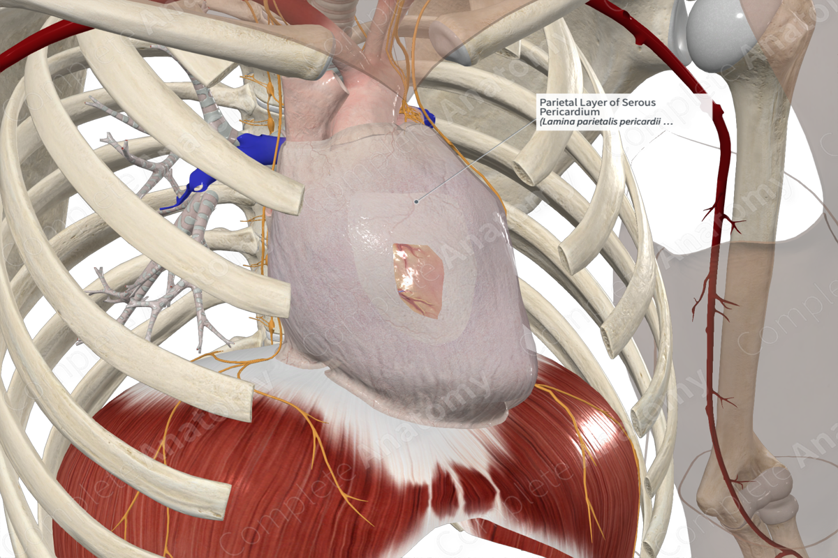Parietal Layer of Serous Pericardium