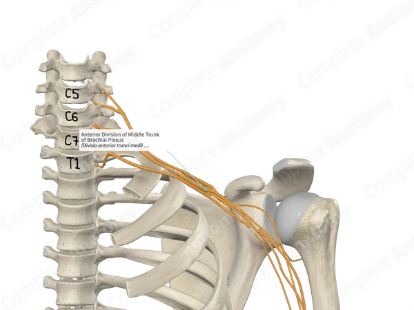 Anterior Division of Middle Trunk of Brachial Plexus