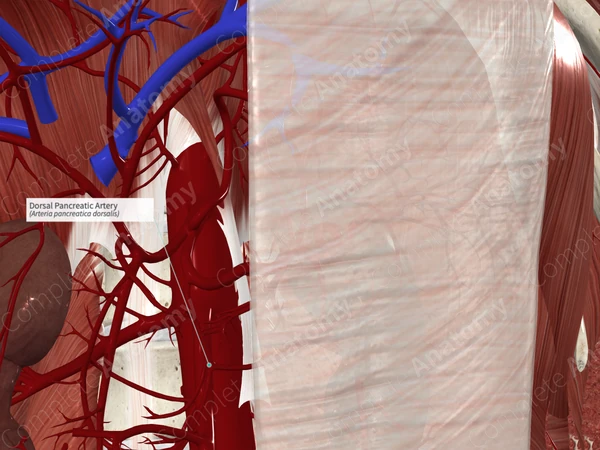 Dorsal Pancreatic Artery