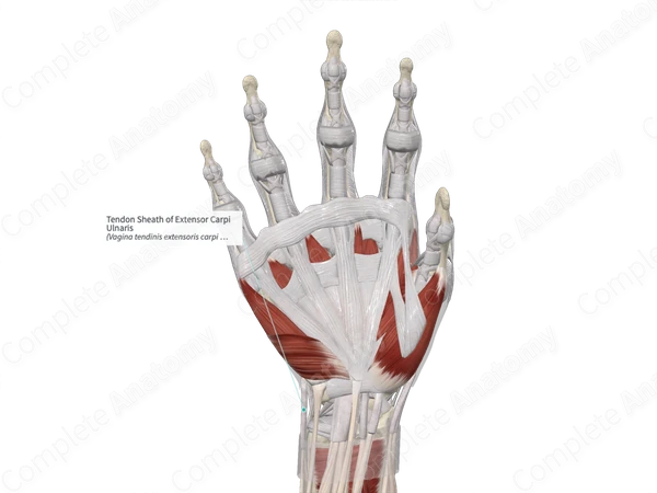 Tendon Sheath of Extensor Carpi Ulnaris