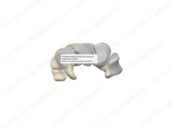 Proximomedial Articular Area of Trapezium Bone