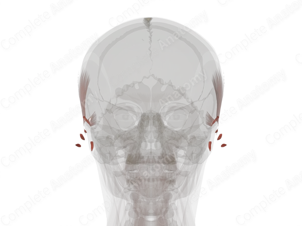 Auricular Muscles