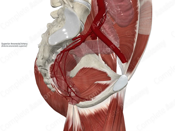 Superior Anorectal Artery