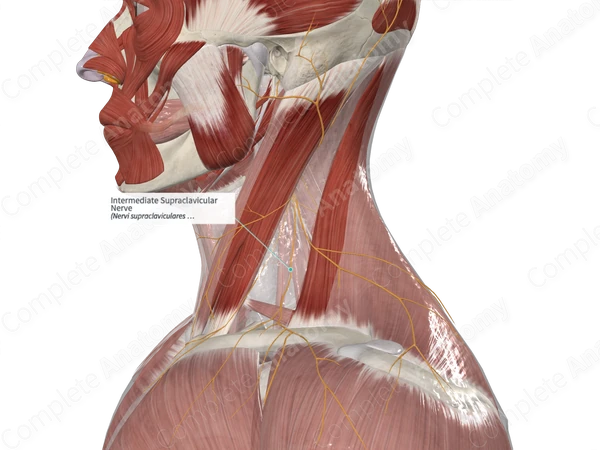 Intermediate Supraclavicular Nerve 