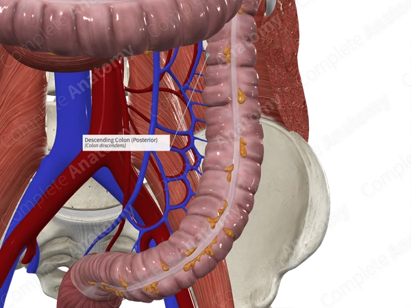 Descending Colon (Posterior)