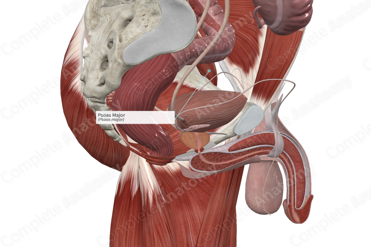Psoas Major 